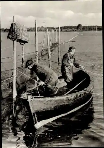 Ak Stralsund in Vorpommern, Reusenfischer auf dem Strelasund