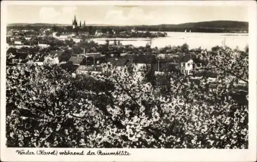 Ak Werder an der Havel, Gesamtansicht, Baumblüte