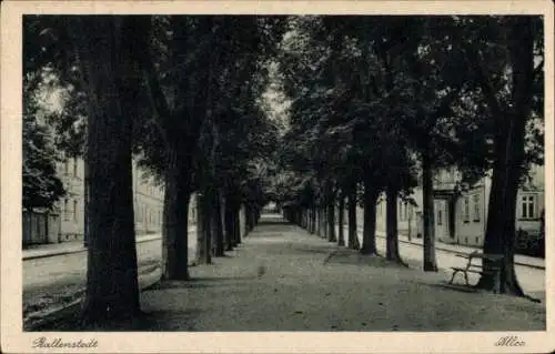 Ak Ballenstedt im Harz, Allee