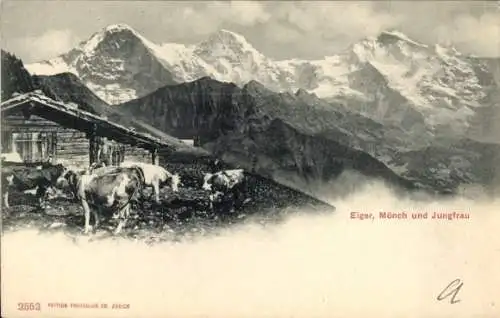 Ak Kanton Bern, Eiger, Mönch, Jungfrau, Haus, Kühe