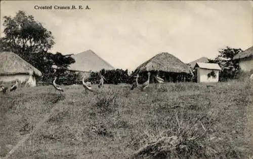 Ak Kenia, Kraniche auf der Wiese