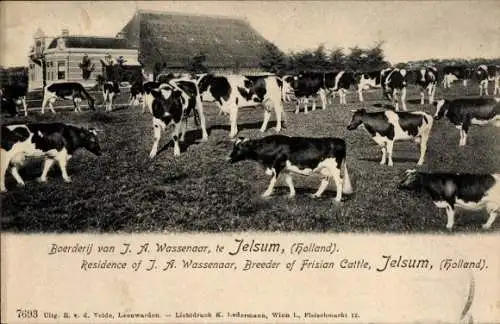 Ak Jelsum Friesland Niederlande, Bauernhof von J. f. Wassenaar, Kuhherde