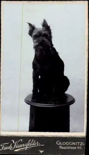 CdV Tierportrait, Hund, auf einem Hocker sitzend