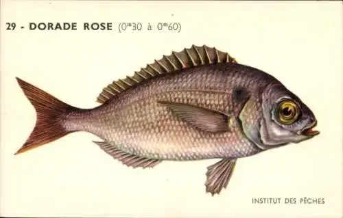 Künstler Ak Fische, Institut des Peches, Dorade Rose, Rotbrasse