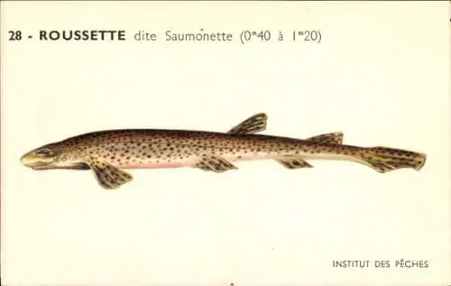 Künstler Ak Fische, Institut des Peches, Roussette dite Saumonette