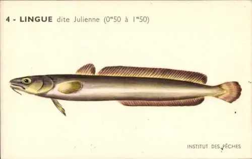 Künstler Ak Fische, Institut des Peches, Lingue dite Julienne