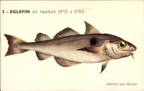 Künstler Ak Institut des Peches, Eglefin dit Haddock