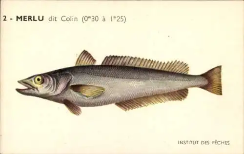 Künstler Ak Fische, Institut des Peches, Merlu dit Colin