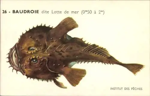 Künstler Ak Institut des Peches, Baudroie dite Lotte de mer