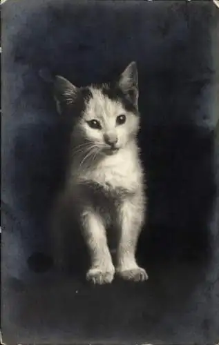 Ak Katzenportrait