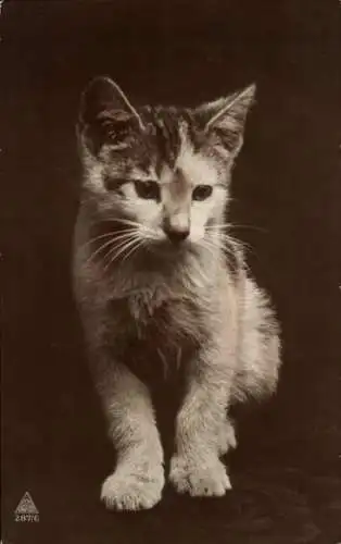 Ak Katzenportrait