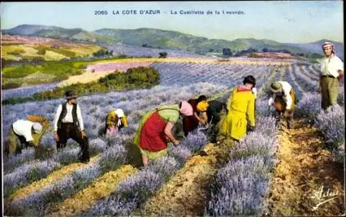 Ak La Cote d'Azur, Le Cueillette de la Lavande, Lavendel, Ernte