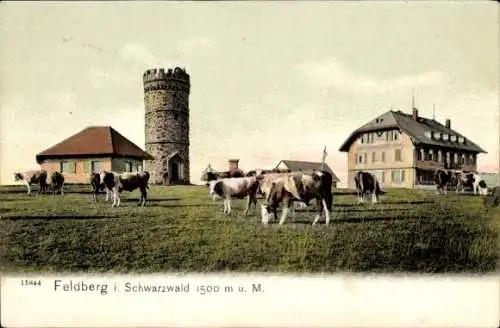 Ak Feldberg im Schwarzwald, Turm, Kühe