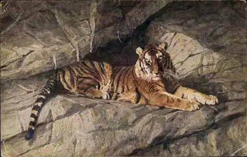 Ak Hamburg Eimsbüttel Stellingen, Carl Hagenbecks Tierpark, Tigerschlucht, Tiger auf Felsen