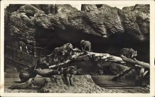 Ak Hamburg Eimsbüttel Stellingen, Carl Hagenbecks Tierpark, Offene Löwenschlucht