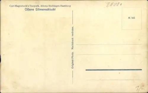 Ak Hamburg Eimsbüttel Stellingen, Carl Hagenbecks Tierpark, Offene Löwenschlucht