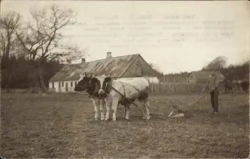 Ak Dänemark, Bauernhof, Pflug