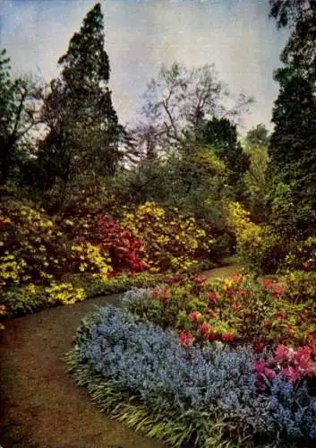 Ak Wörlitz in Anhalt, Wörlitzer Park, Azaleengruppe im Wörlitzer Landschaftspark