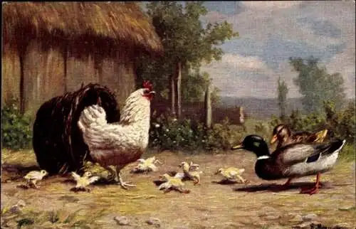 Künstler Ak Huhn mit Küken, Enten, Erpel