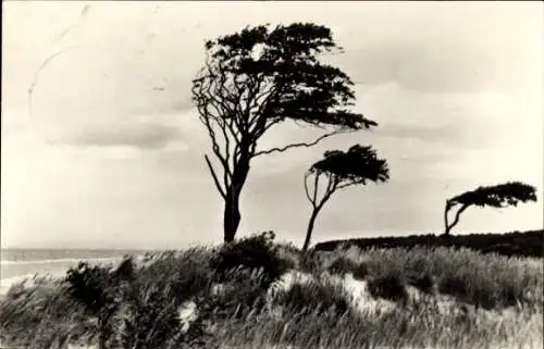 Ak Ostseebad Zingst, Windflüchter