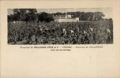 CPA Propriete de Pelisson Pere, Cognac, Domaine de Gallienne