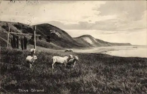 Ak Thise Dänemark,  Strand, Küste, Schafe