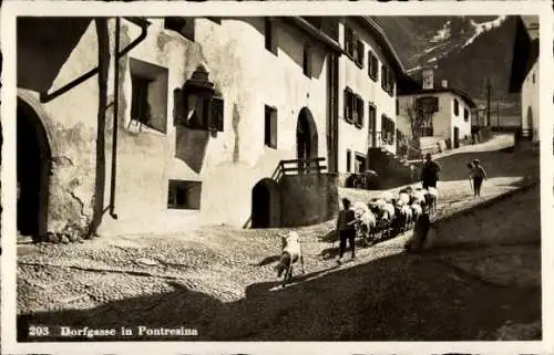 Ak Pontresina Kt. Graubünden Schweiz, Dorfgasse, Hirte mit Schafherde