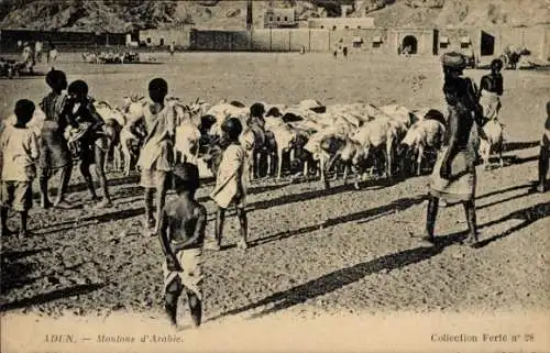 Ak Aden Jemen, Moutons d'Arabie