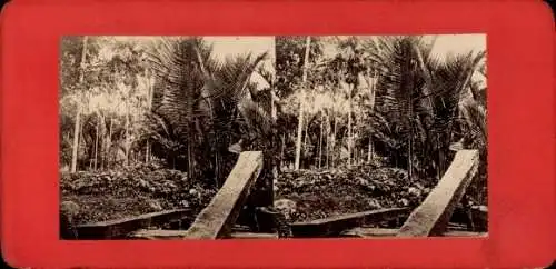 Stereo Foto Java Indonesien, Wald, Palmen