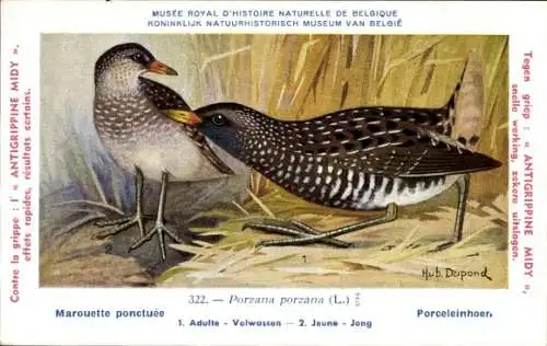 Künstler Ak Dupond, Hub., Marouette ponctuee, Porceleinhoer, Porzana porzana, Nr. 322