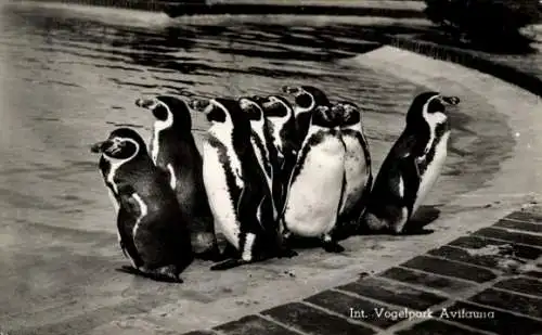 Ak Vogelpark Avifauna, Gruppe Pinguine am Beckenrand