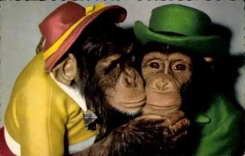 Ak Schimpansen in Kleidung, Hüte