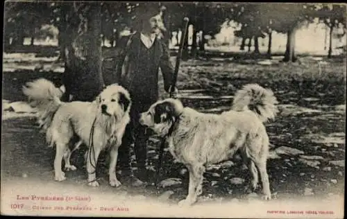 Ak Pyrenäen, Mann mit zwei Hunden