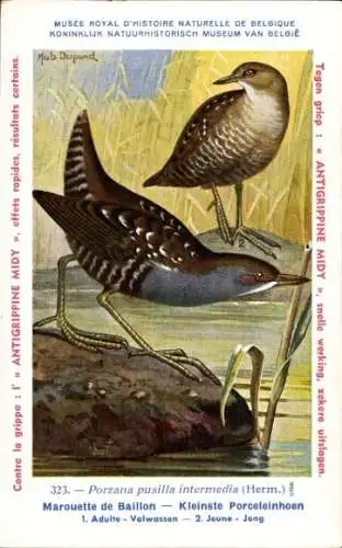 Künstler Ak Dupond, Hubert, 323, Porzana pusilla intermedia, Sumpfhuhn