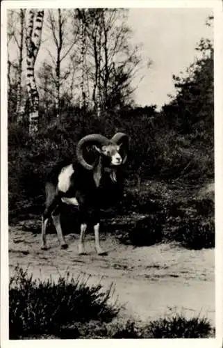 Ak Mufflon, Wildschaf, Tierwelt