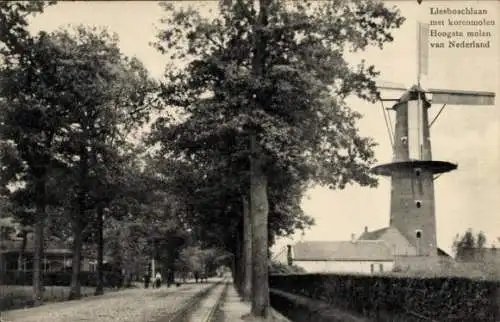 Ak Princenhage Breda Nordbrabant, Liesboschlaan met korenmolen Hoogste molen van Nederland