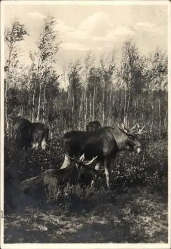 Ak Kurische Nehrung, Elch Gruppe