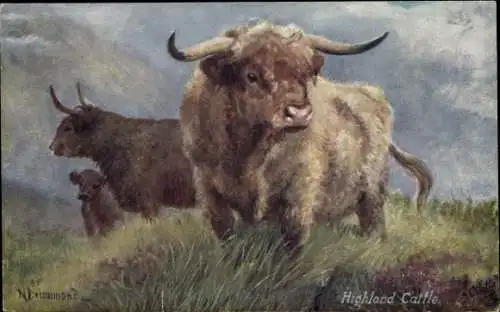 Künstler CPA Highland Cattle