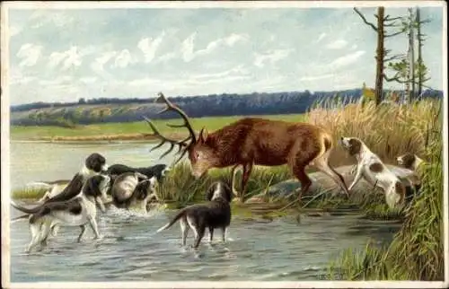 Ak Jagdszene, Jagdhunde bellen einen Hirsch an