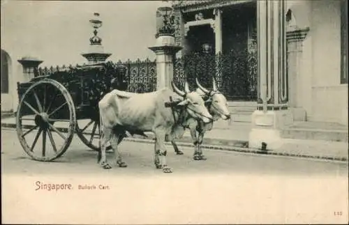 Ak Singapore Singapur, Bullock Cart