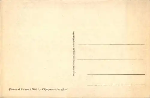 Ak Strasbourg Straßburg Elsass Bas Rhin, Musee Zoologique, Boulevard de la Victoire, Faune d'Alsace