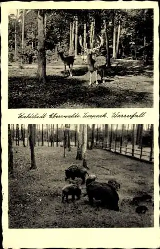 Ak Eberswalde in der Mark, Tierpark, Wasserfall, Hirsche, Wildschweine