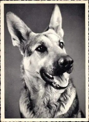 Ak Tierportrait, Schäferhund