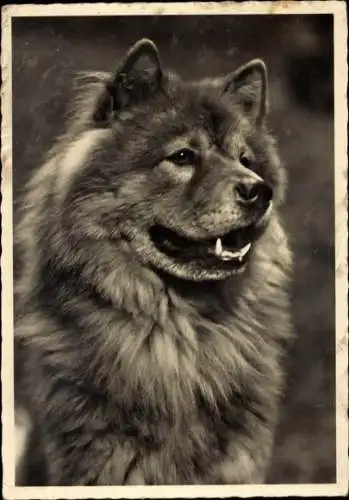 Ak Hund, Eurasier