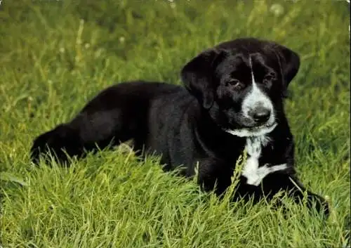 Ak Hund liegt im Gras