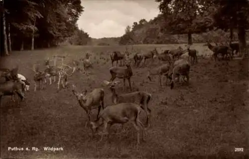 Ak Putbus auf der Insel Rügen, Wildpark Putbus mit Damwild