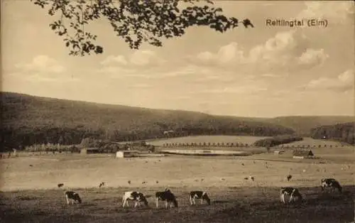 Ak Reitling im Elm Erkerode Niedersachsen, Kuhherde im Reitlingtal