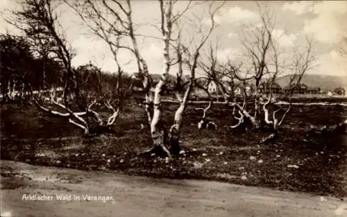 Ak Varanger Norwegen, Erwerbszweige, Arktischer Wald