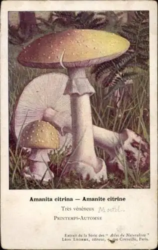 Ak Pilze, Amanita citrina