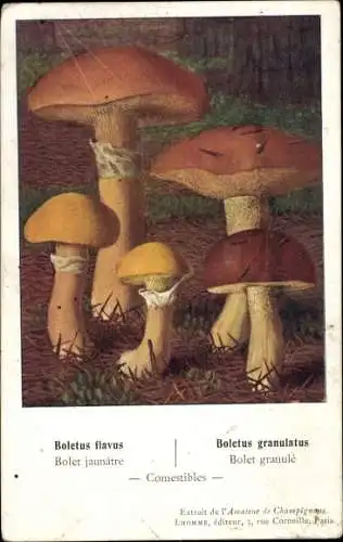 Ak Pilze, Boletus flavus, Boletus granulatus